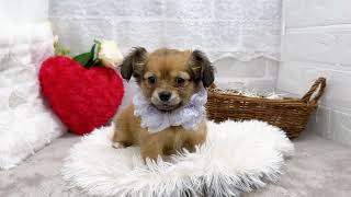 ハーフ犬の動画01