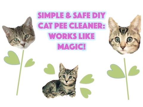 How to clean cat urine - Easy, safe & natural DIY cat...