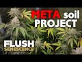 Episode 13 Flushing Senescence Final Days Before Harvest FULL