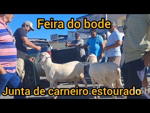 Feira do bode itapetim Pernambuco