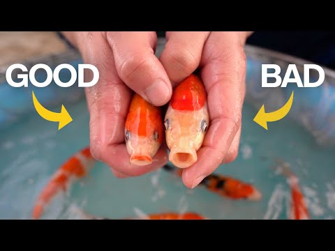 The Process of Selecting Koi Fish - World's Largest Koi Farm Japan (One Hour)