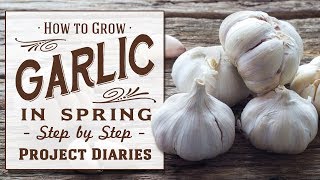 ★ How to Grow Garlic in the Spring (Quick & Easy Tip for all year round Gardening)
