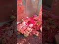 Hermit Crabs 🦀 #viral #cute #shortvideos #shorts #fyp #recommended #foryou
