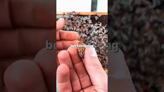 Download lagu This Man Received a Gift from the Bees He Saved 🐝💕 mp3 Download lagu This Man Received a Gift from the Bees He Saved 🐝💕 mp3