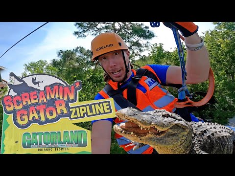 Zipline guide in orange helmet and safety vest poses beside a large sign for Screamin' Gator Zipline at Gatorland, Orlando, Florida with an alligator nearby.