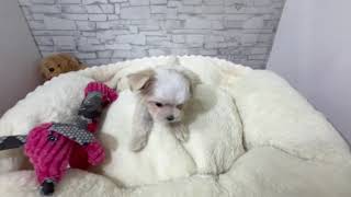 マルチーズの動画01