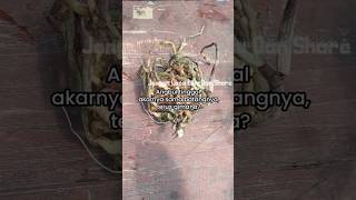 Download lagu Cara Melakukan Anggrek Bulan Tinggal Akar Nya Saja #anggrek #anggrekbulan #shorts mp3 Download lagu Cara Melakukan Anggrek Bulan Tinggal Akar Nya Saja #anggrek #anggrekbulan #shorts mp3