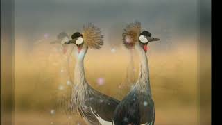 Download lagu Katrukku thoothu vittu ||காற்றுக்கு தூது விட்டு||🎸🎧🦚|| mp3