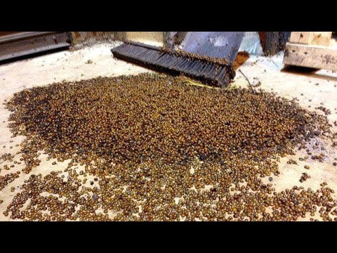 3rd YouTube video about how are bugs getting in my house