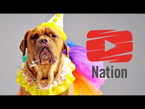 男のベスト(着せ替え)フレンド! (Man's Best (Dressed) Friend!)