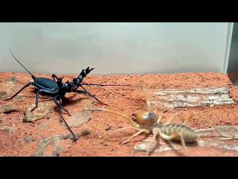 Deadly Desert Duel: Camel Spider VS Vinegaroon