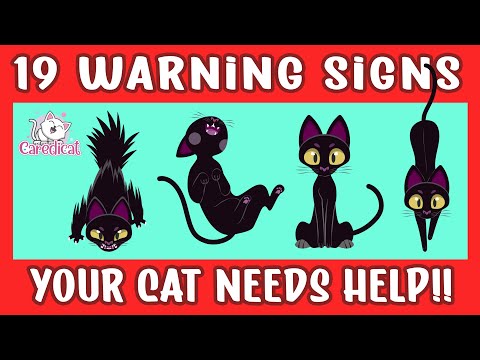 19 Warning Signs That Your Cat Needs Help: ⚠️ How to Tell If Your Cat Is Suffering 🐱🙀
