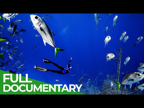 Adventure Ocean Quest