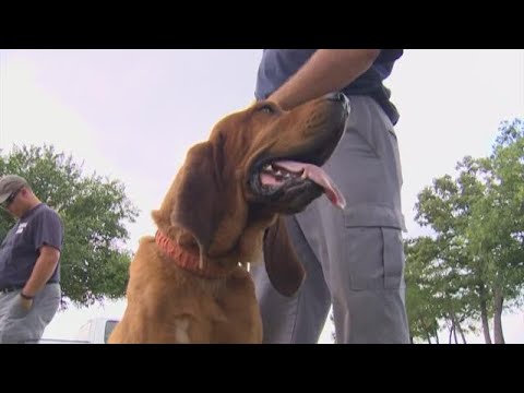 Meet Raider: The prison bloodhound who caught the scent of shooting suspect Pavol Vido and tracked h