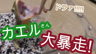 爆食!　最強!　アフリカウシガエル!!!【両生類,カエル,飼育,餌やり】