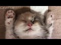 スコティッシュフォールド