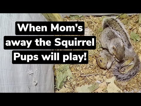When Mom's away the Squirrel Pups will play! | My Backyard Friends