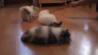 Livandas Nikolaj Boris and Nikita