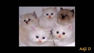 Download lagu New Si Meong, lagu anak ceria mp3