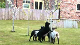 preview picture of video 'Farm holiday with naughty lambs! self catering in Yorkshire'