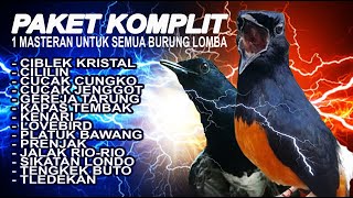 Download lagu PAKET KOMPLIT SIANG DAN MALAM |  MEMASTER MURAI LOMBA | The Best Compilation of Shama Bird Singing mp3
