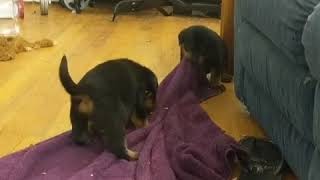 Video preview image #13 Rotterman Puppy For Sale in PARK, VA, USA