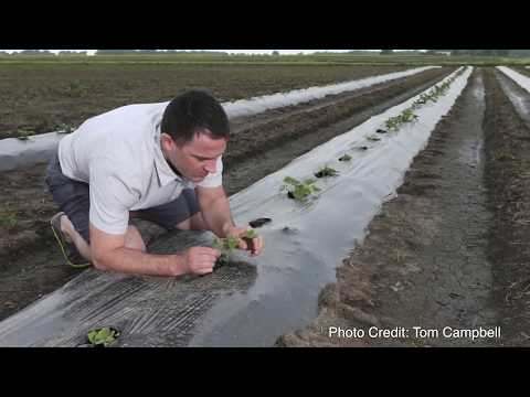 Purdue Extension, Cucurbit/Melon Pest Management