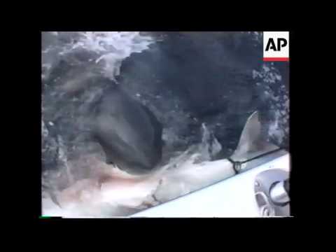 ITALY: GREAT WHITE SHARK SIGHTED OFF COAST OF RIMINI