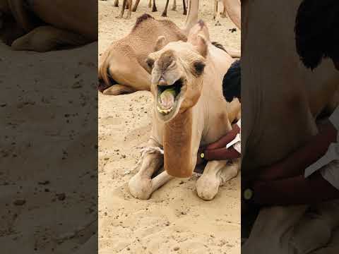Camel sounds Video #shorts  #shortsviral  #shortsfeed  #shortsvideo  #shortvideo #short #camel