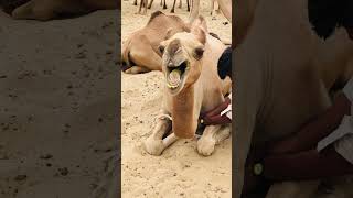 Camel sounds Video #shorts  #shortsviral  #shortsfeed  #shortsvideo  #shortvideo #short #camel