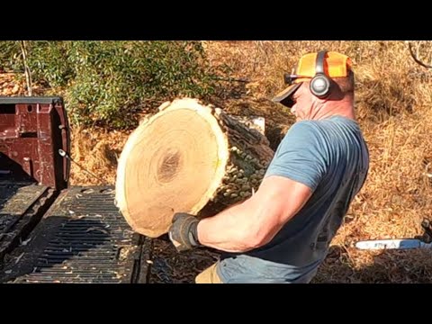 Bucking free oak rounds from the side of the road. More Roadside logging!!!!!