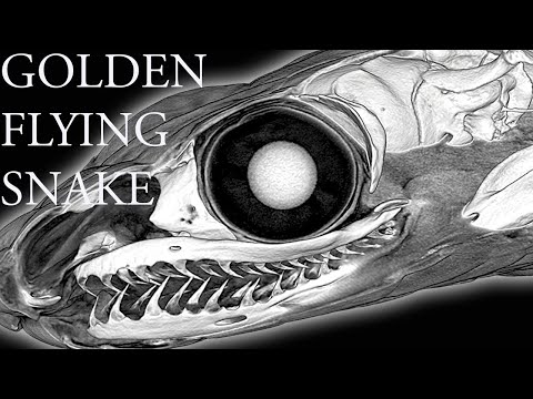 *REAL* Snake brain anatomy 3D - Golden flying snake *4K*