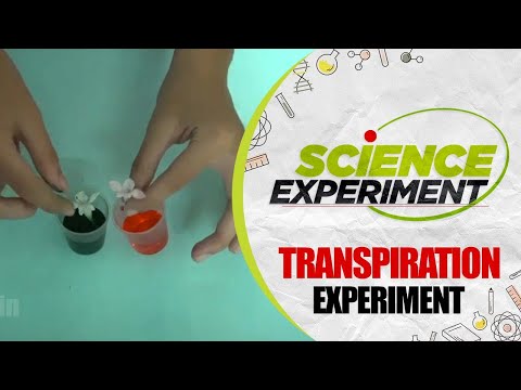 Science Experiment - 63 | Transpiration Experiment | Chemistry Experiment