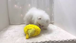 ポメラニアンの動画01