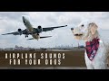 Airplane Sound Dog Desensitization Sound Noise For Puppy Dog Socialization