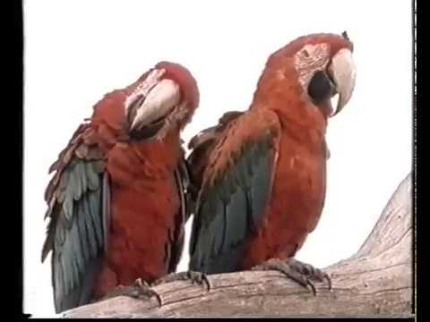 Germania Walsrode - TV Bericht - Vereinsrettung 1984