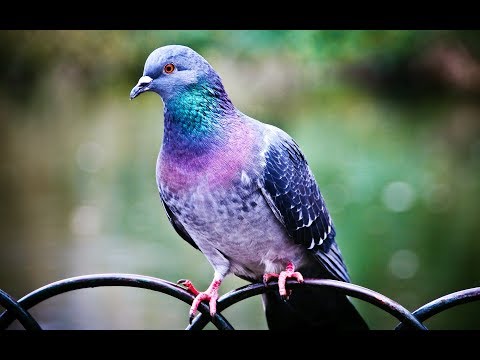 Praveen Neginhal Pigeons