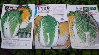 (재촬영) 가을김장배추모종판매 김장베타 베타후레쉬 농가왕 불암플러스 휘파람골드 홍반장 농약사,농가분들께 판매…