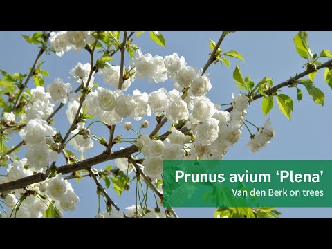 Prunus avium 'Plena' - Van den Berk on Trees