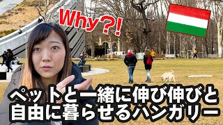 🇭🇺【驚愕】電車やショッピングモールに愛犬と一緒に入れる！ペットも人と同等の扱いをされるハンガリー⭐️