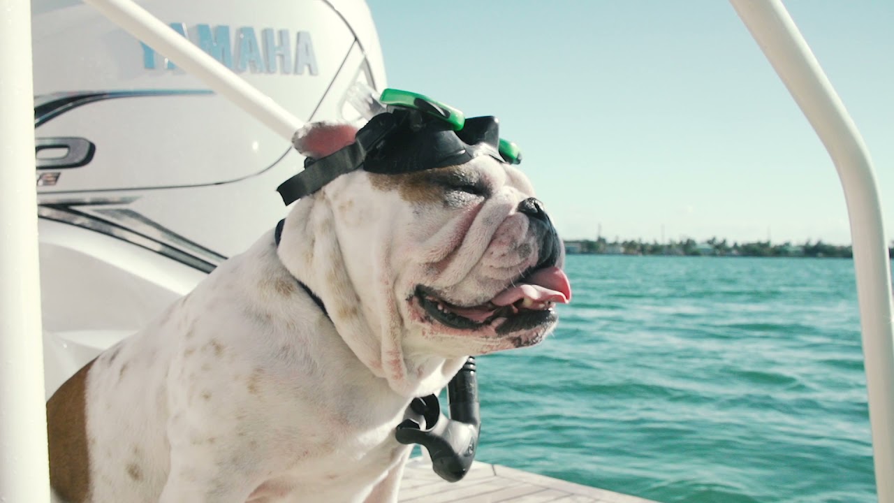 Dogs Love Cats - World Cat 400DC-X