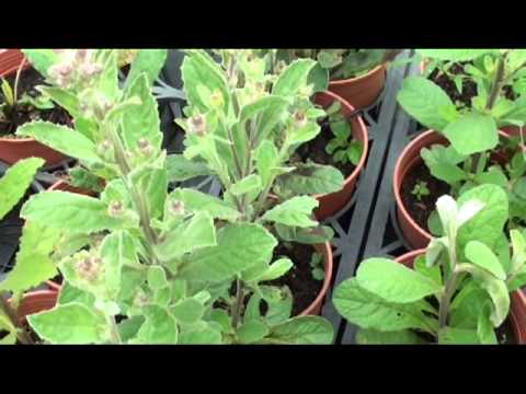 生毛將軍肺積水