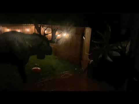 Alaska Bull moose fight destroys my fence