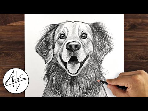 How To Draw A DOG | Golden Retriever | Drawing Tutorial