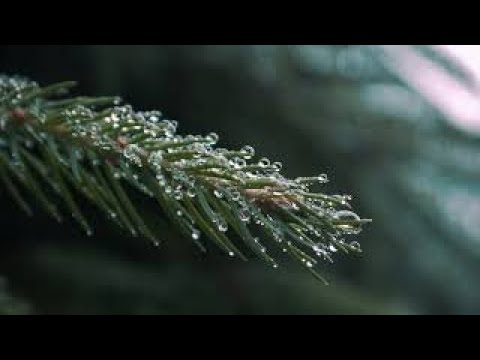 HEALING MUSIC, REVITALIZE YOUR BODY