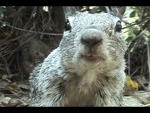 Wizards of the PCT Official Trailer