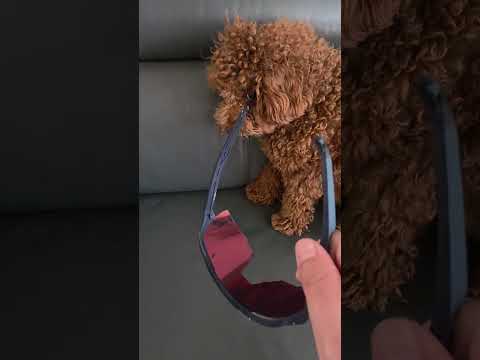 세계최초 자전거 고글시식 #고글추천 #박춘돌 #자전거장비