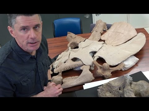 Random Act of Anatomy - Triceratops braincase & endocast