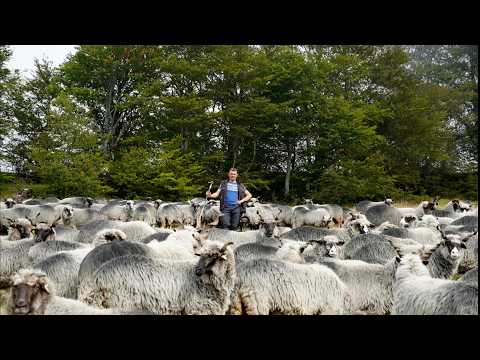 BRAĆA  KADRIĆ  I MARVA  ZA POŽELJETI