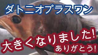 ピラルクーが離脱して、ダトニオを追加したメイン水槽です!【飼育,古代魚,アクアリウム,熱帯魚,観賞魚,大型魚】